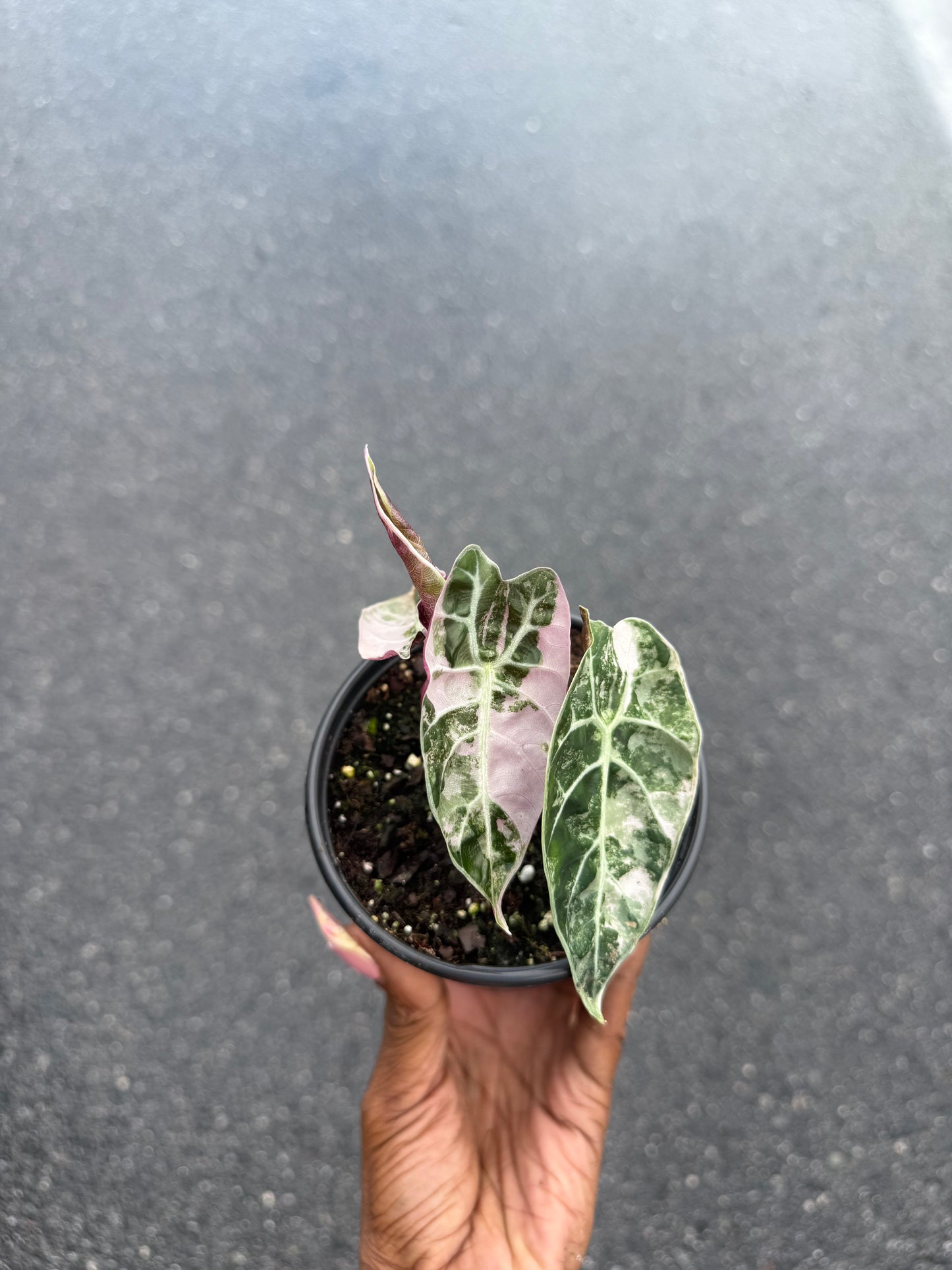 Alocasia watsoniana pink variegated
