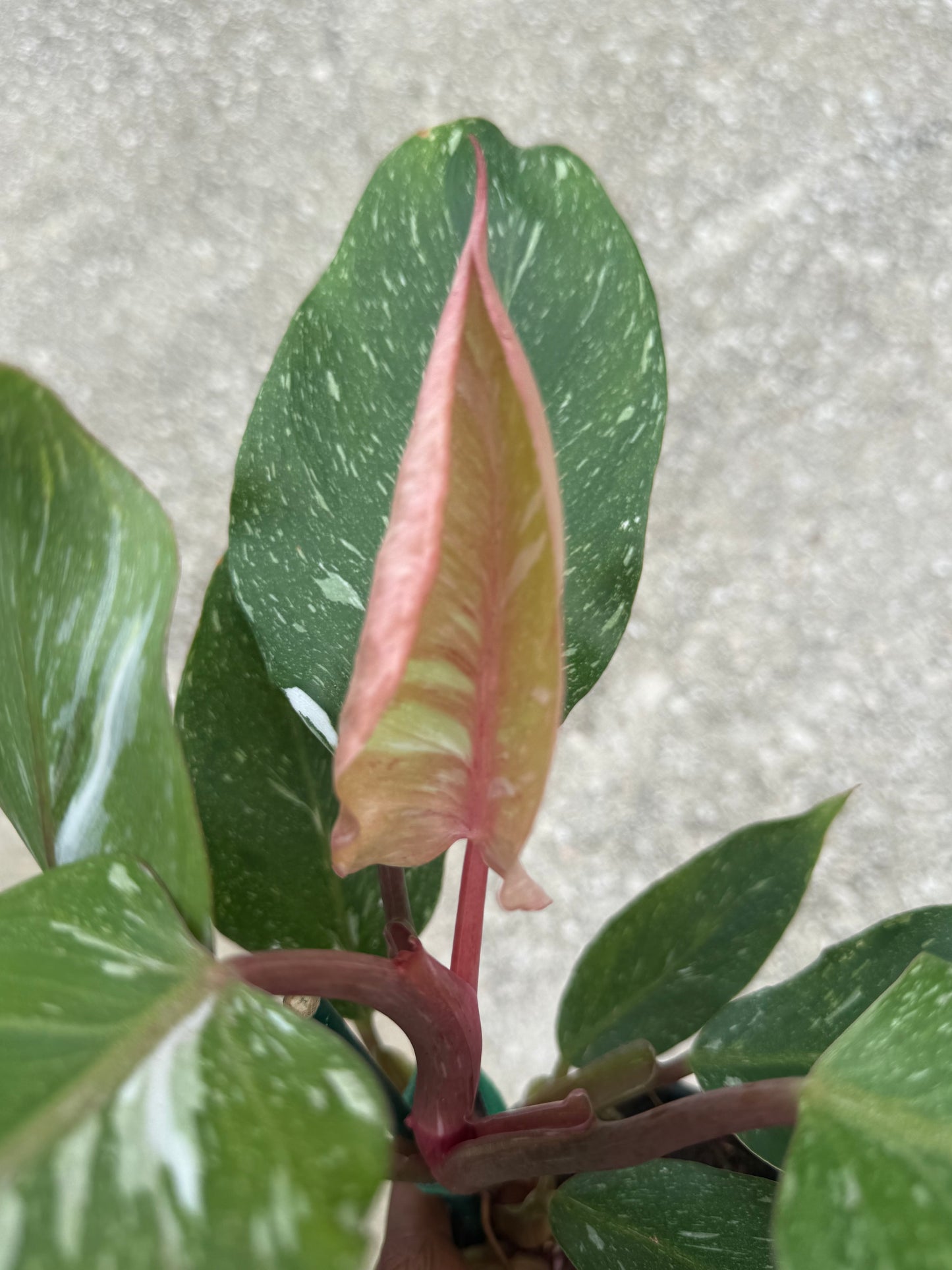 Philodendron 'White Knight' Marble King