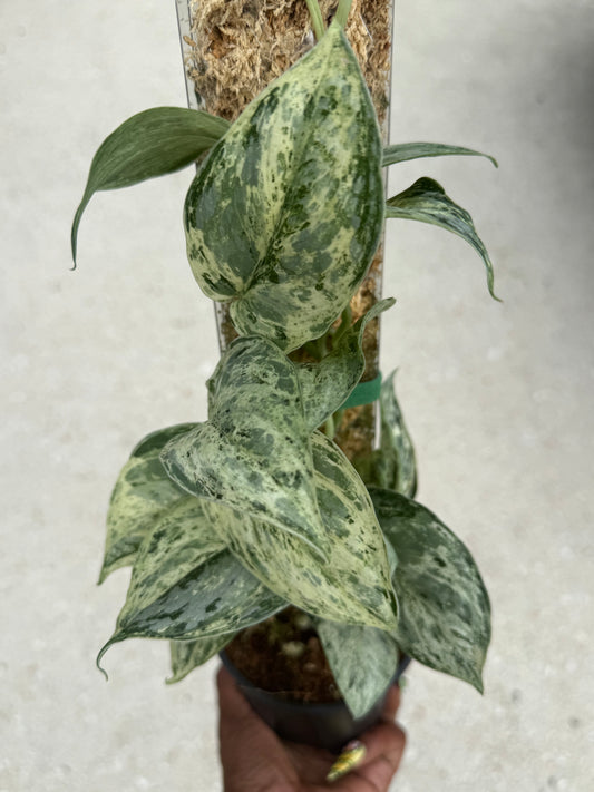 Scindapsus Peasun