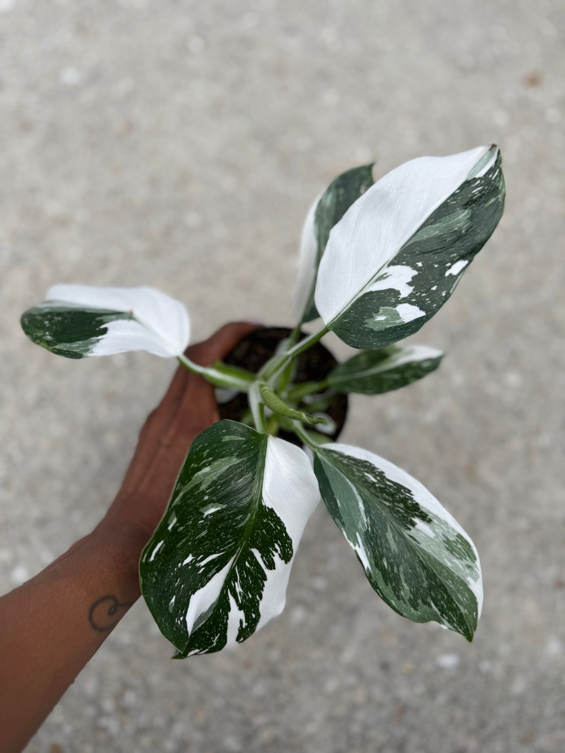 full grown white wizard philodendron Philodendron White Wizard