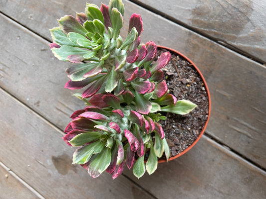 Monadenium succulentum 'Variegatum