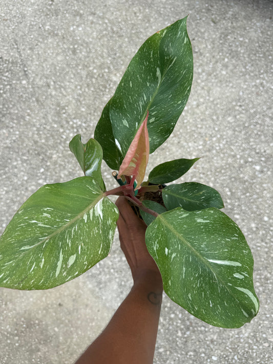 Philodendron 'White Knight' Marble King