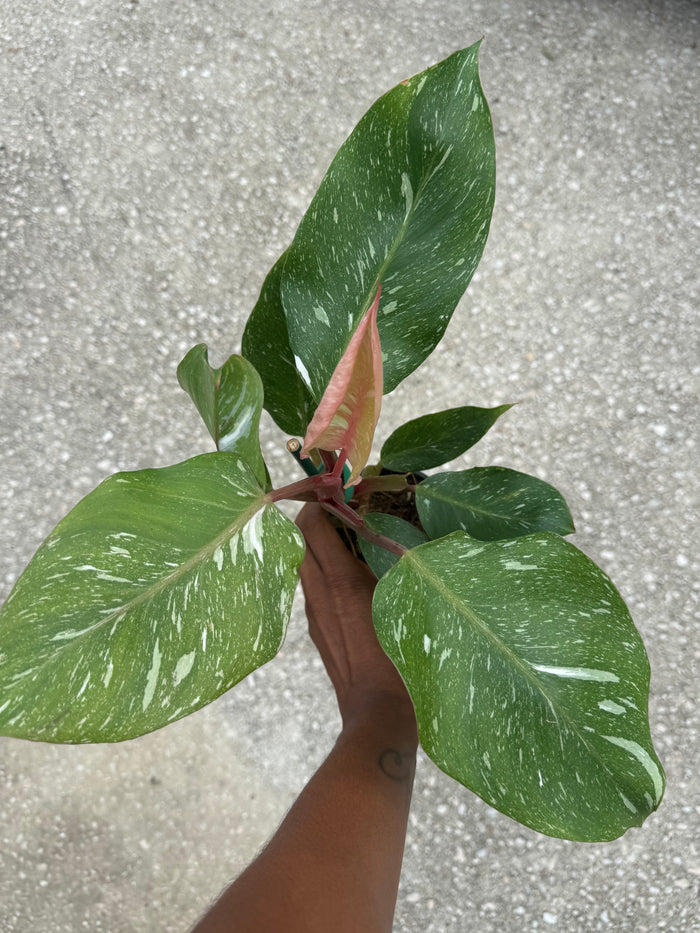 Philodendron 'White Knight' Marble King