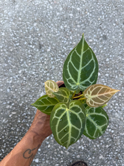 Anthurium Crystallinum 'Silver Tiger'