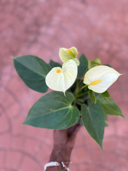 Anthurium 'Vanilla'