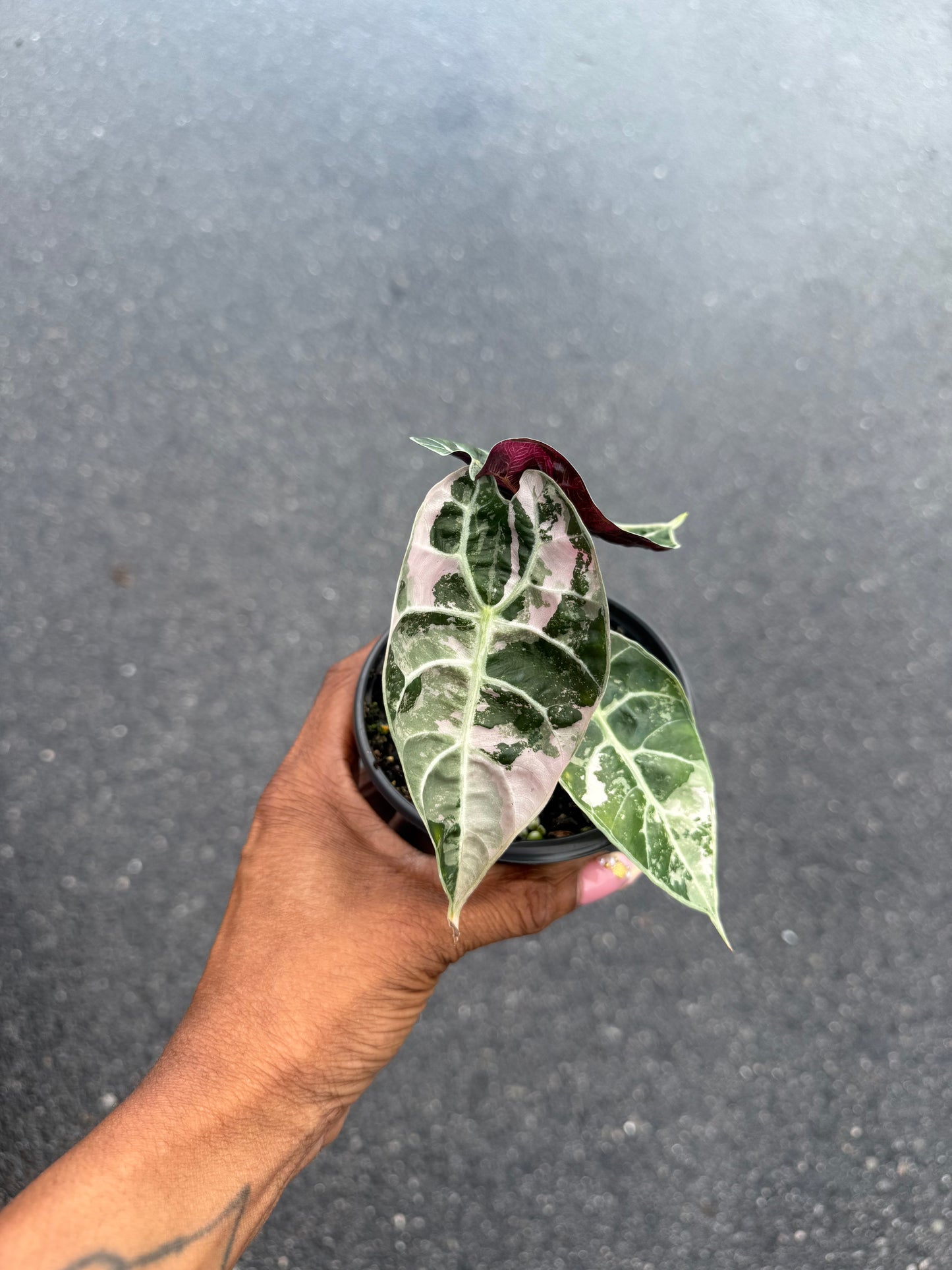 Alocasia watsoniana pink variegated