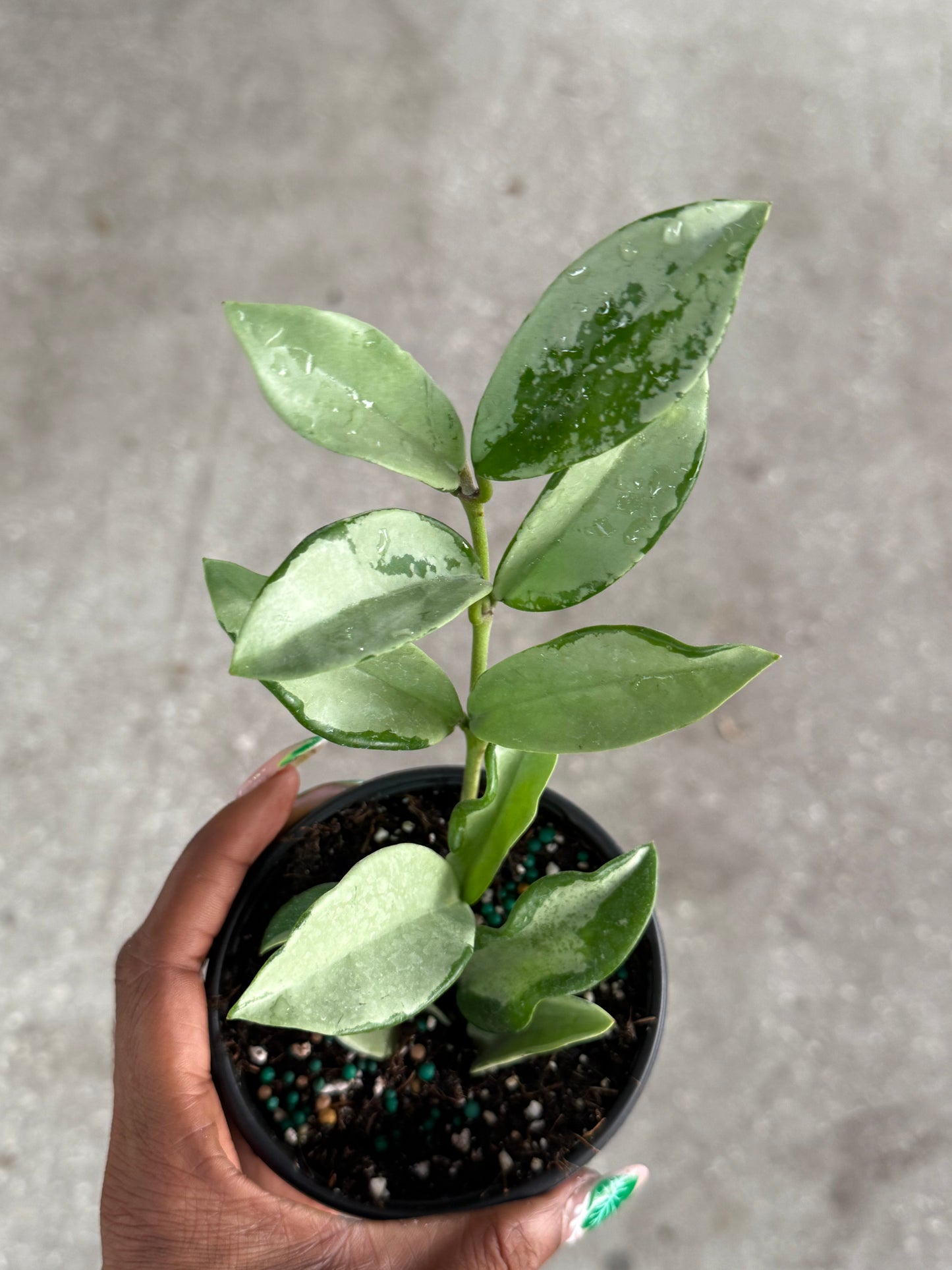 Hoya 'Silver Moon'