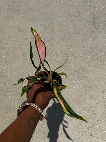 Aglaonema 'Flying Squid'