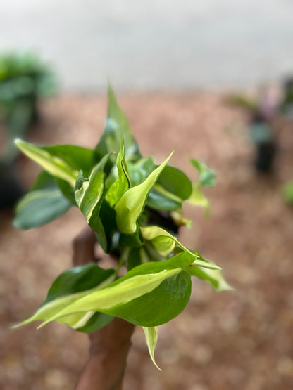Philodendron 'Rio'