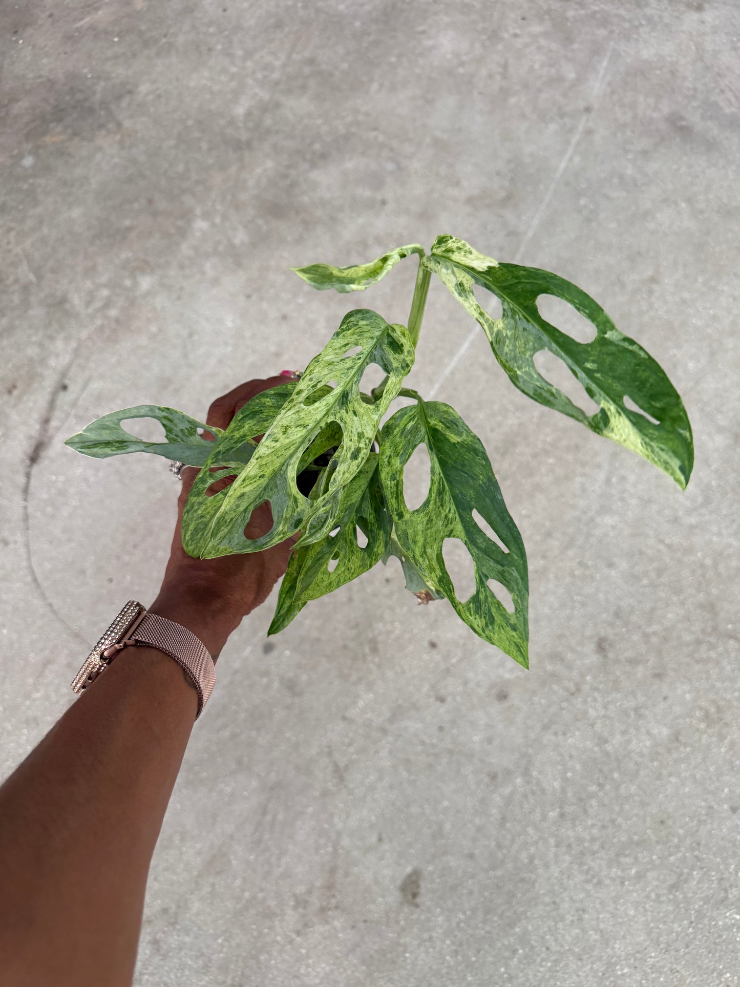 Monstera Adansonii Giant Variegated