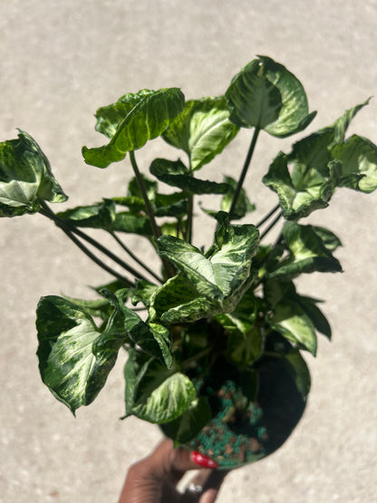 Syngonium Godzilla