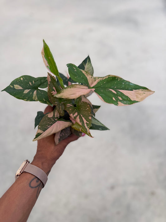 Syngonium Pink splash