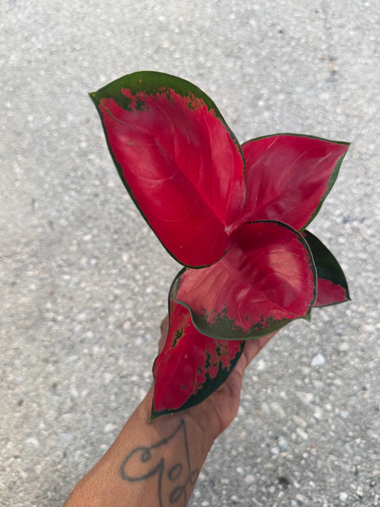 Aglaonema Suksom
