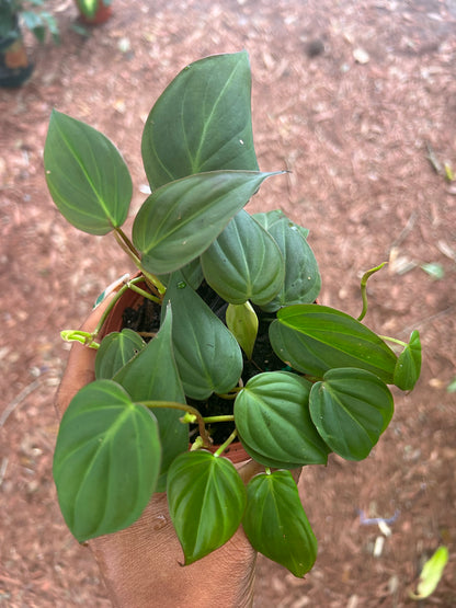Philodendron 'Micans'
