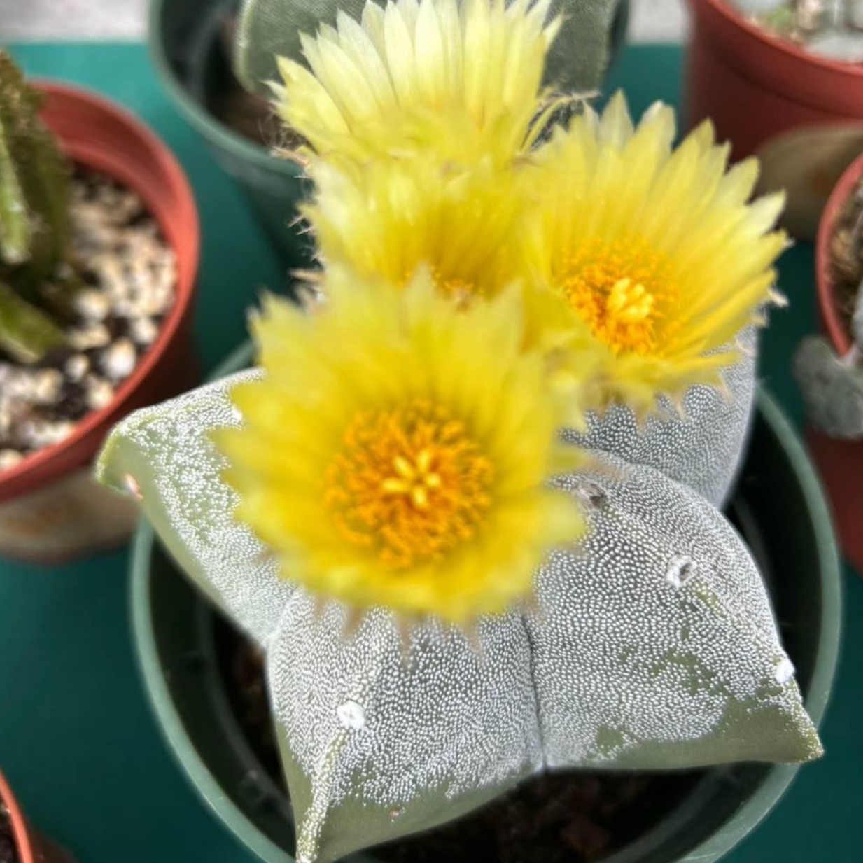 Astrophytum myriostigma - Bishop's Cap