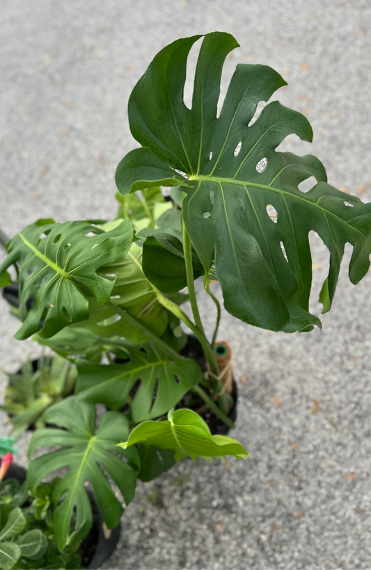 Monstera Deliciousa