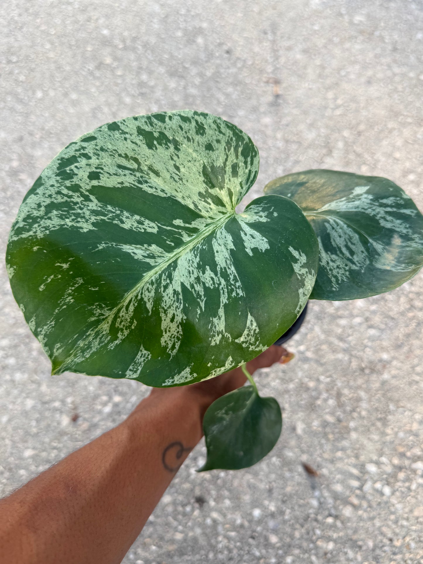 Monstera deliciosa 'Bulbasaur'