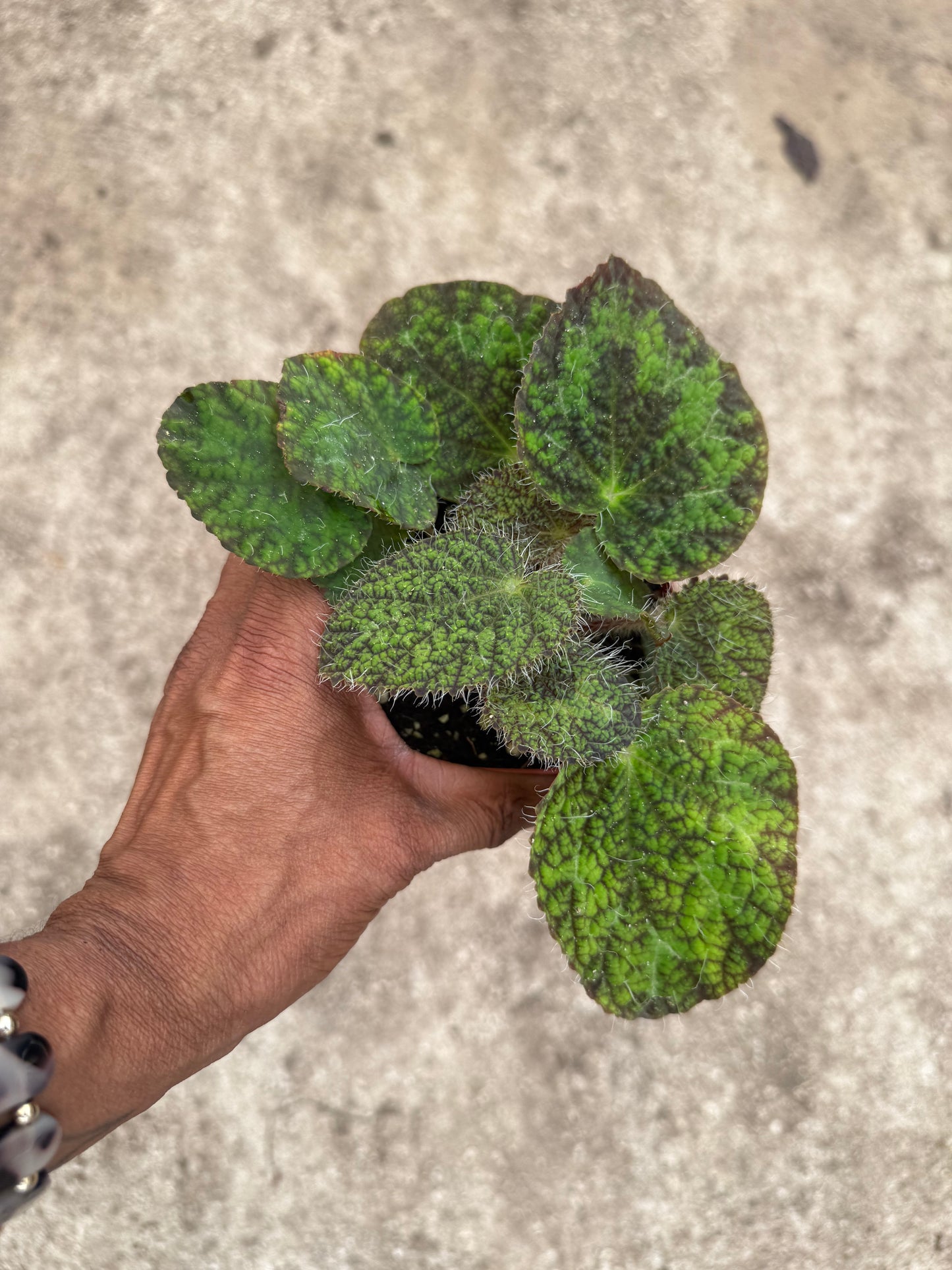 Begonia longicilata sizemoreae