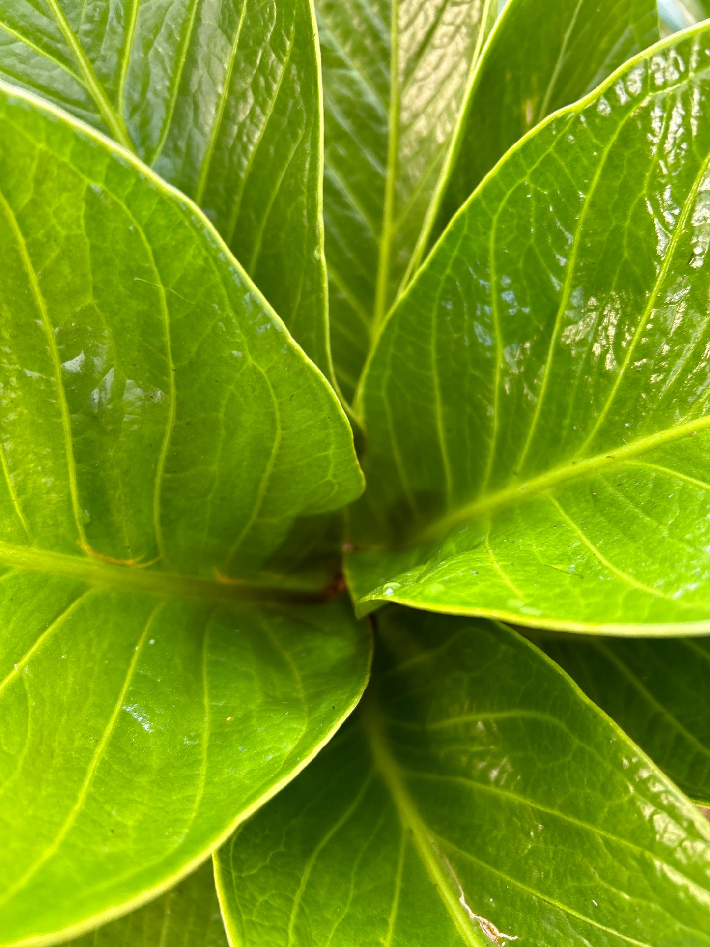 Anthurium Cobra