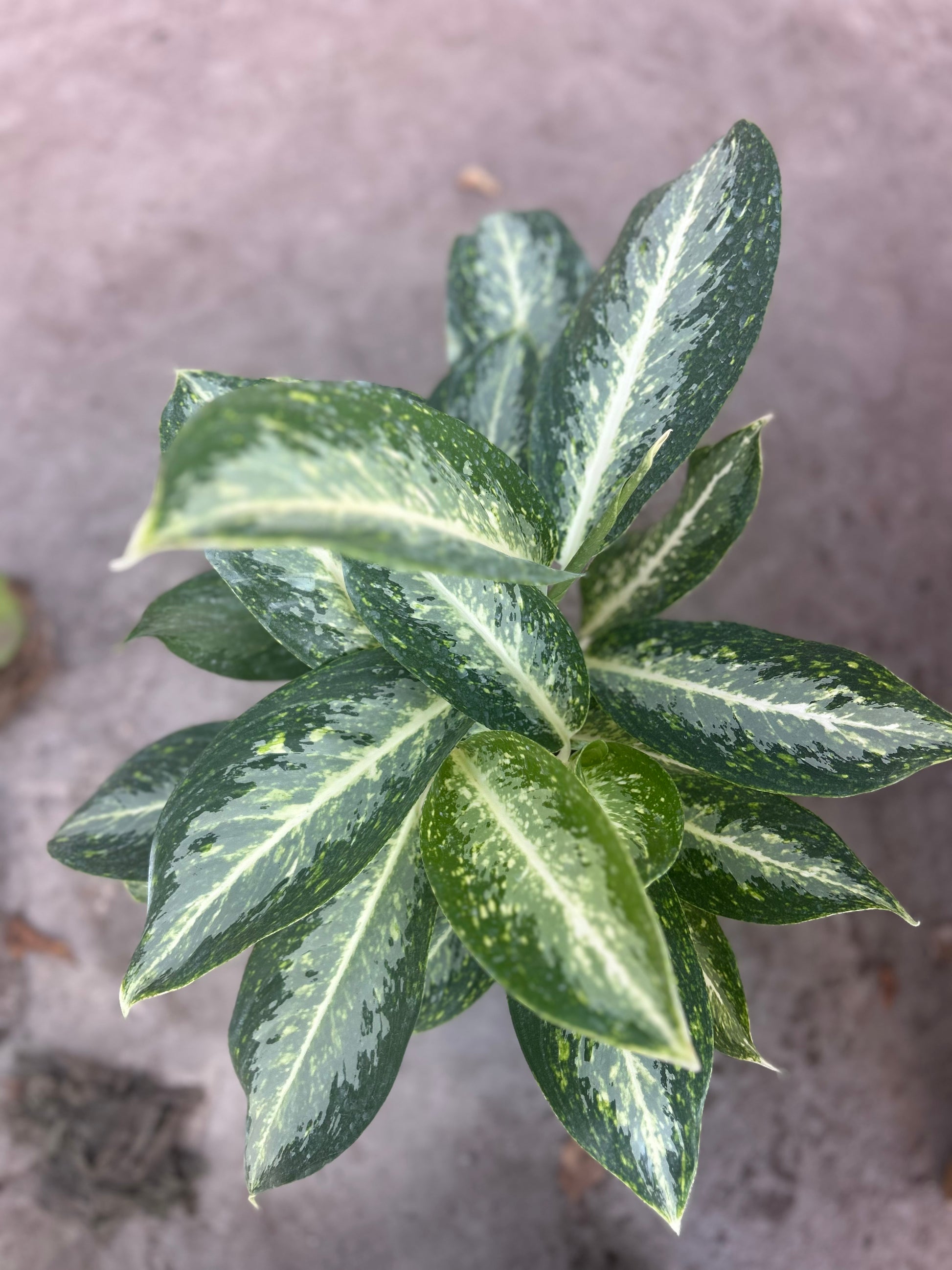 aglaonema milky way Aglaonema Commutatum “Milky Way”