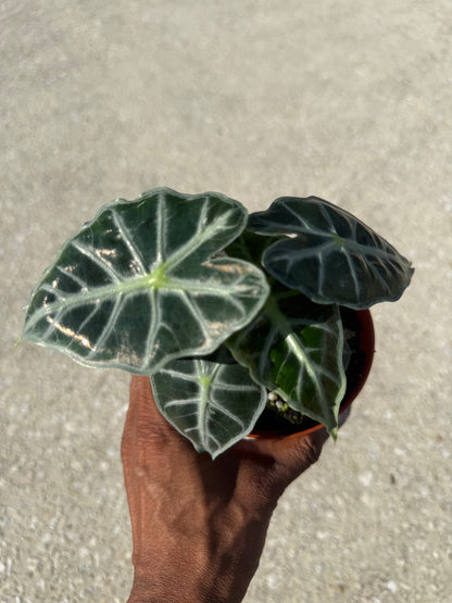 Alocasia Parasol ‘Mandalay’
