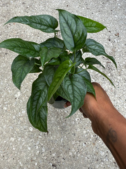Monstera 'Siltepecana'