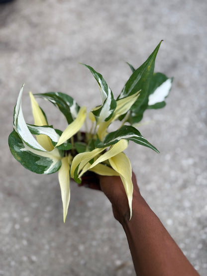 Epipremnum 'Mutant Manjula'