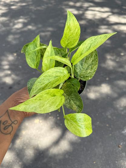 Epipremnum pinnatum Jungle Mint