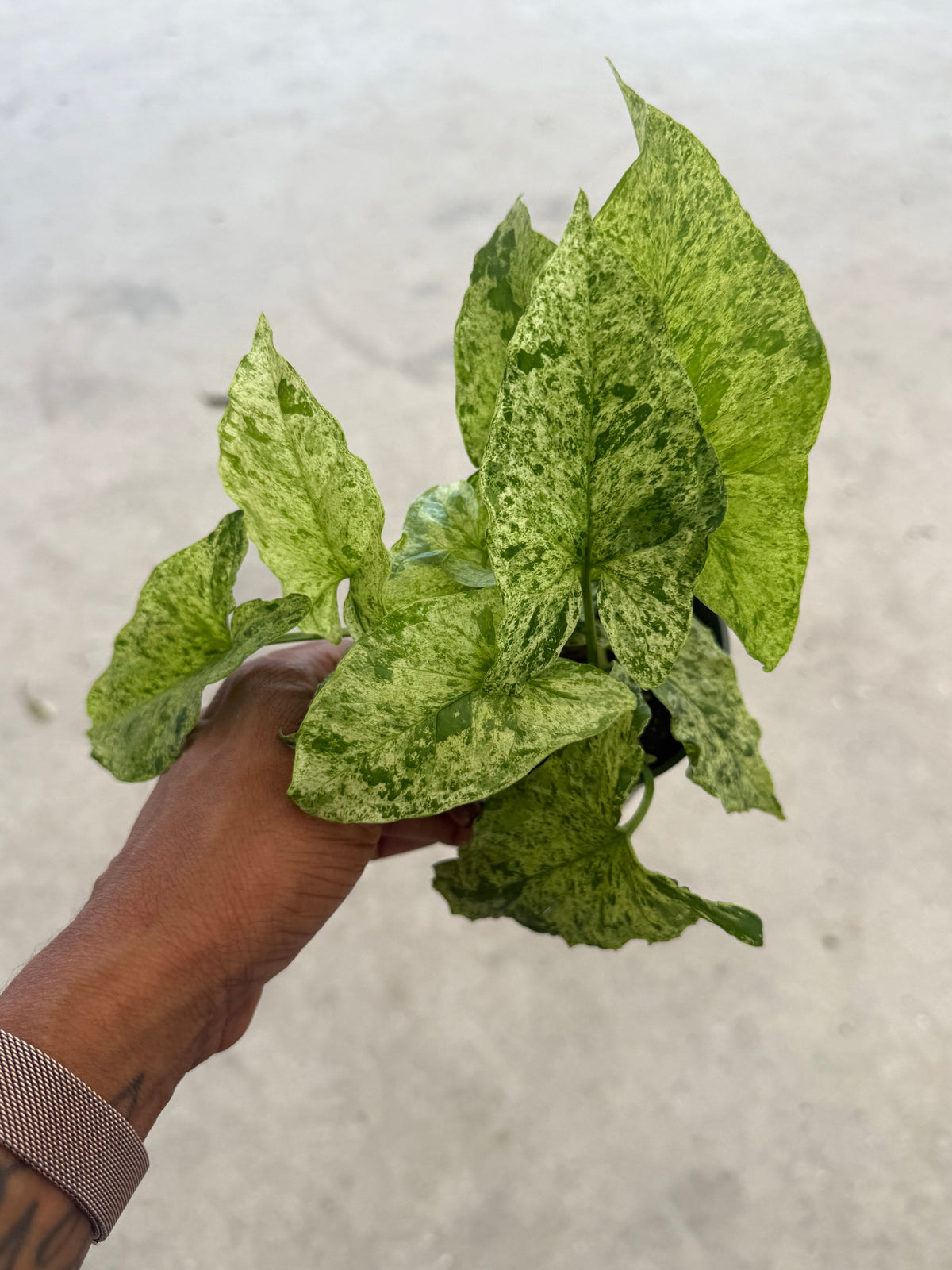 Syngonium Mottled Mojito
