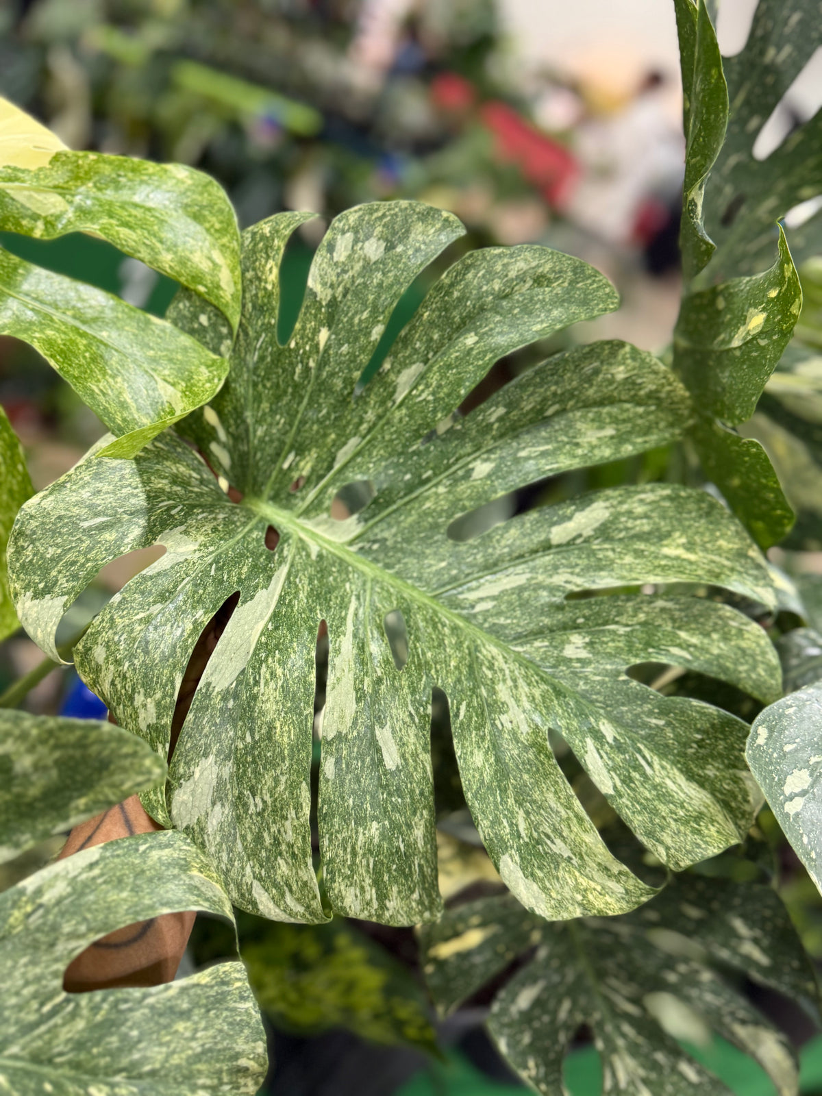 Monstera Green Snow