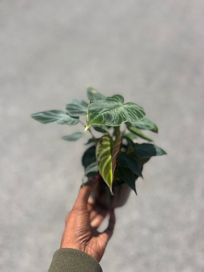 Philodendron 'Verrucosum'
