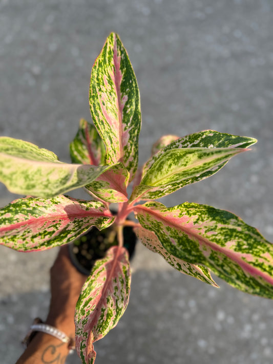 Aglaonema 'Pink Butterfly'