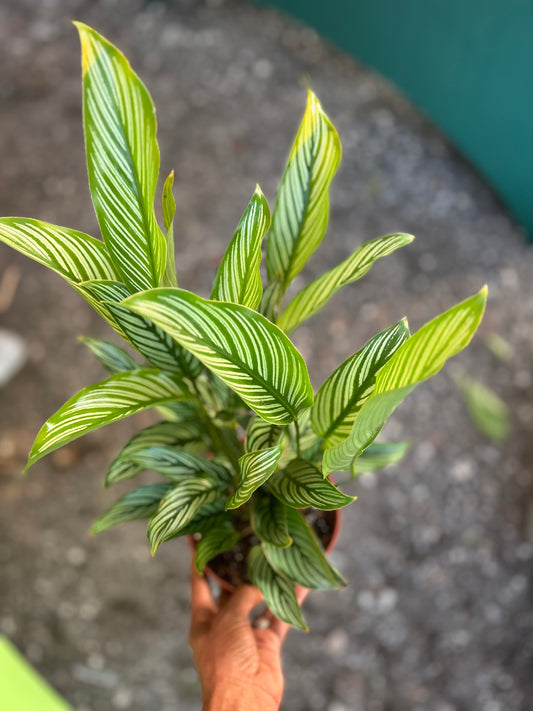 Calathea Vittata