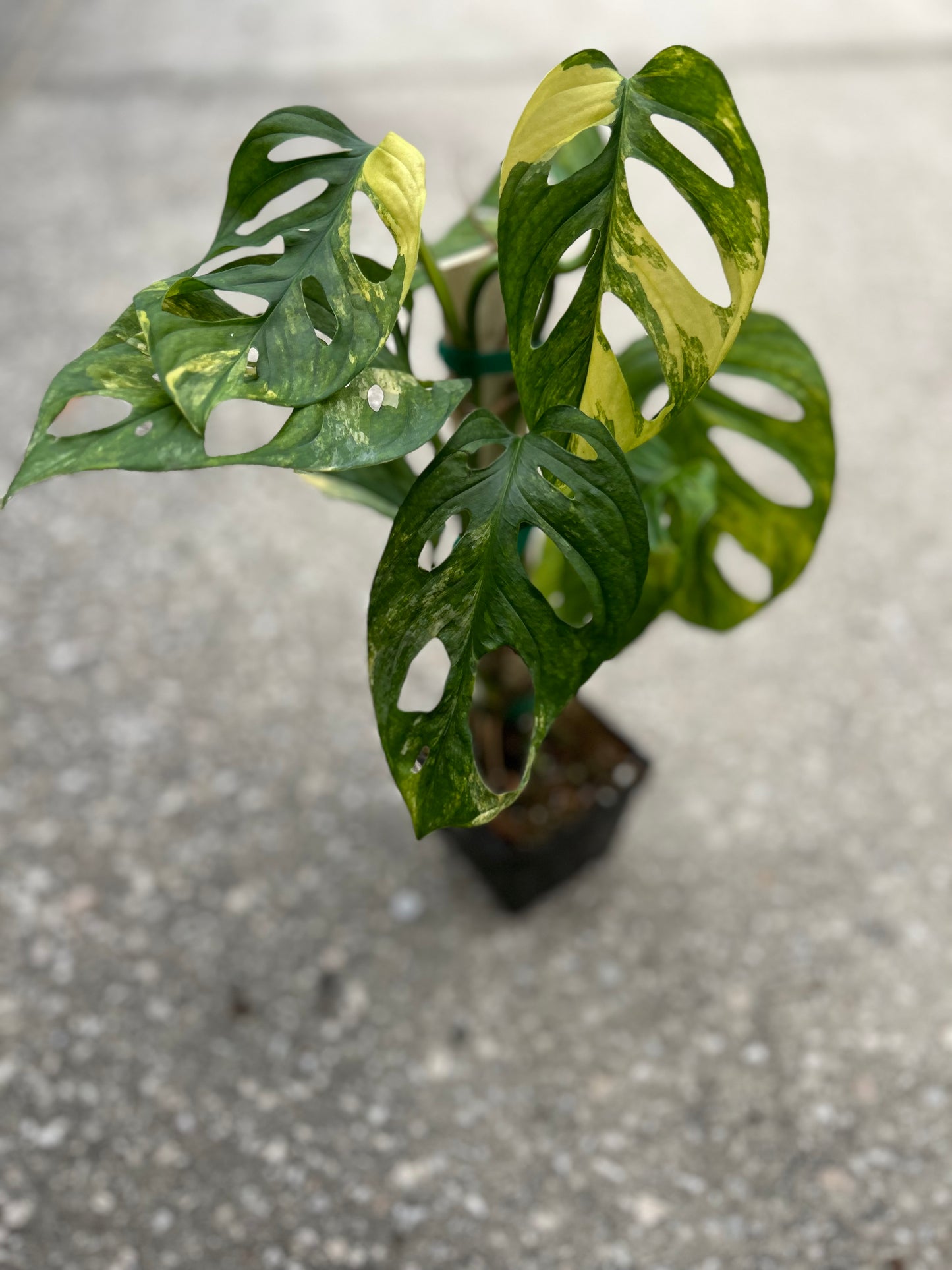 Monstera Adansonii Aurea Variegated