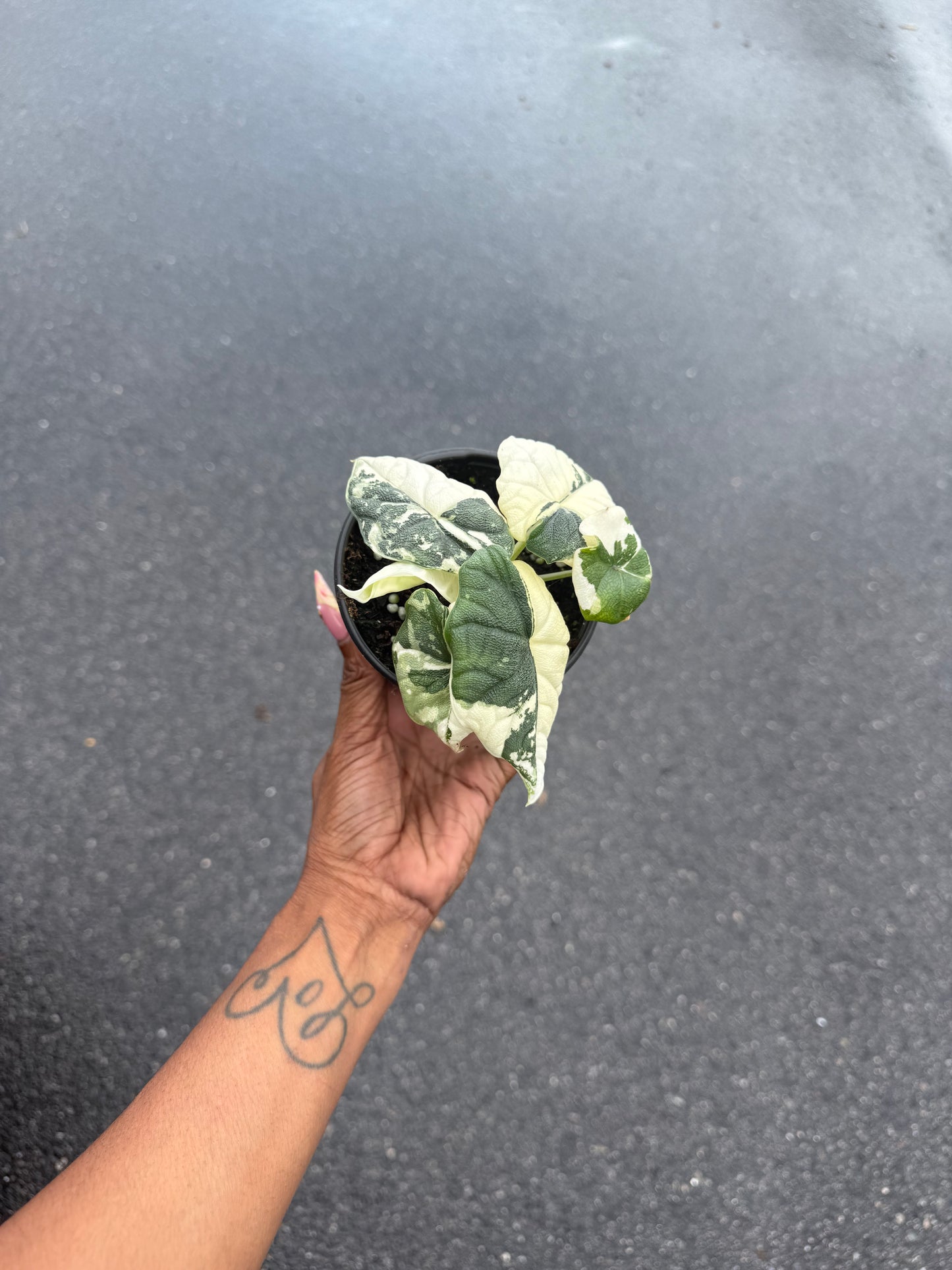 Alocasia Melo Variegated Albo