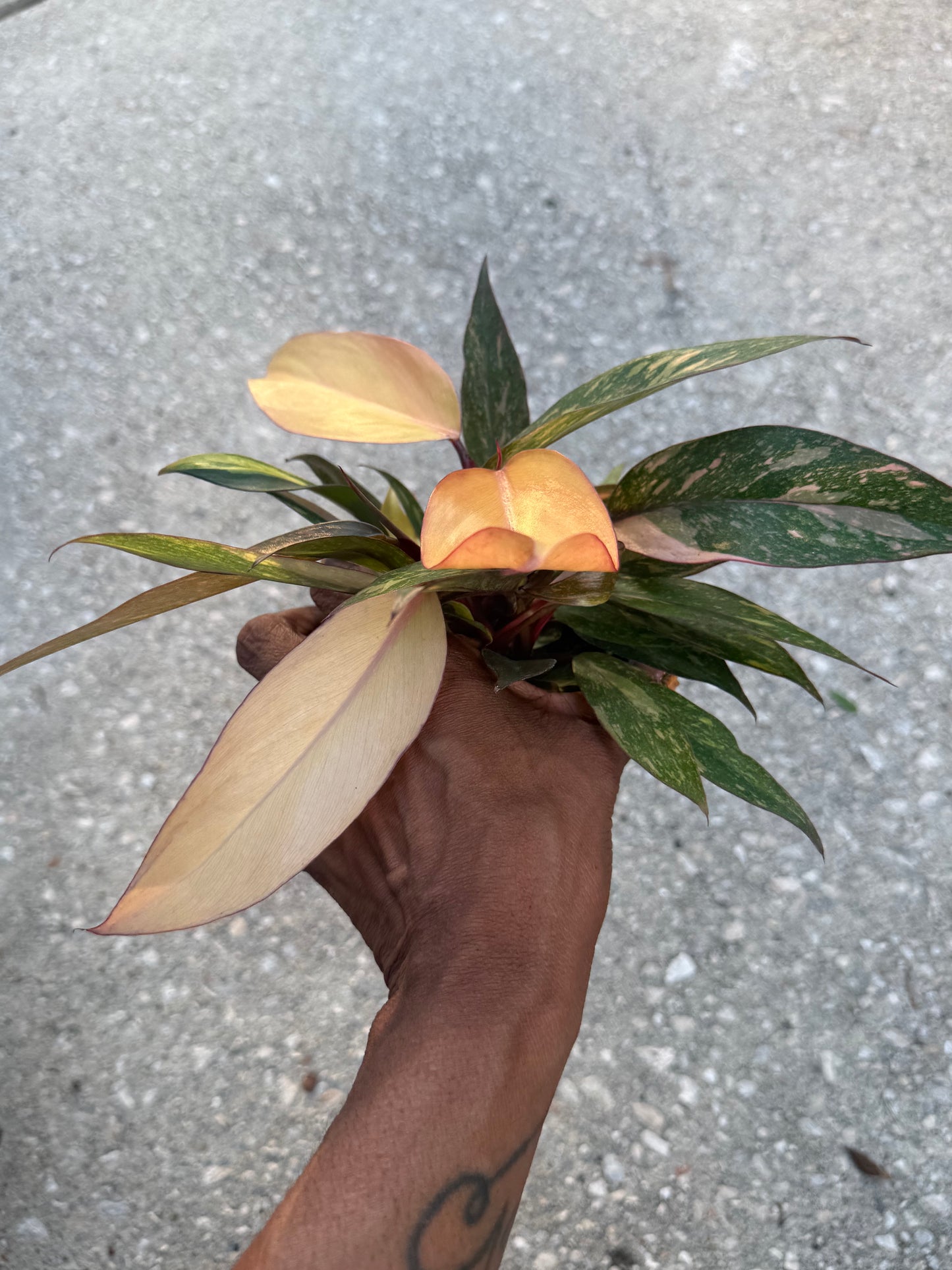 Philodendron Orange Princess Marble