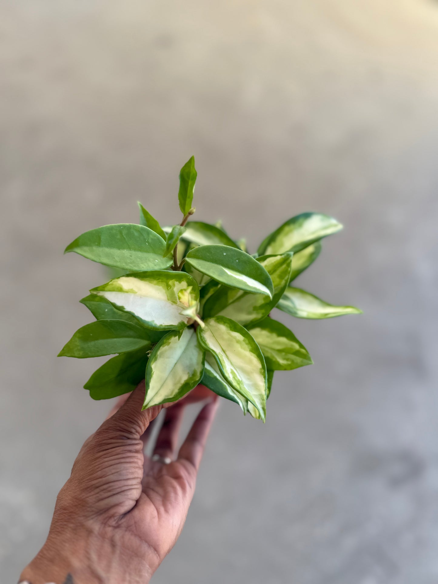 Hoya 'Krimson Princess'