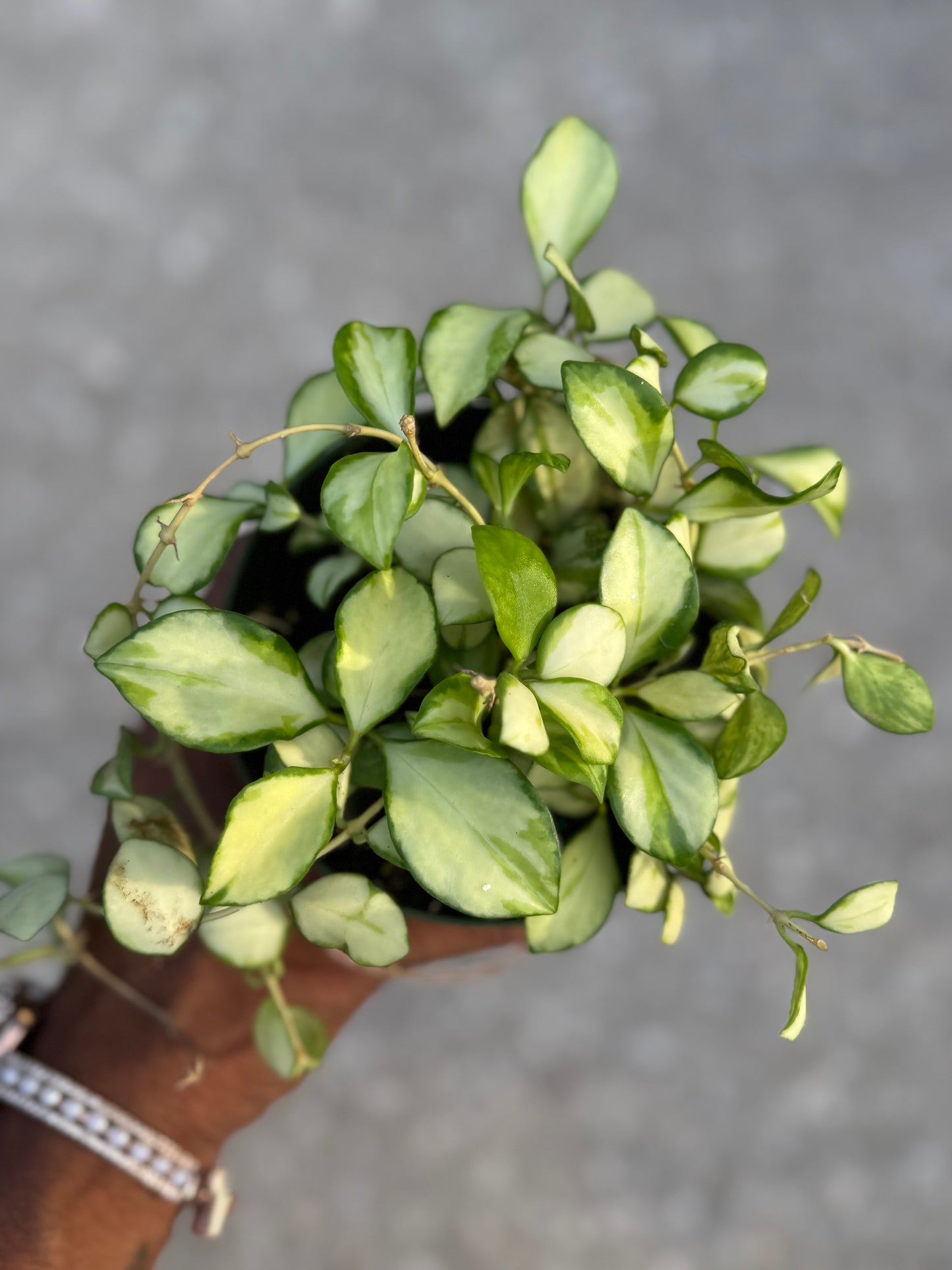 Hoya Heuschkeliana Variegata