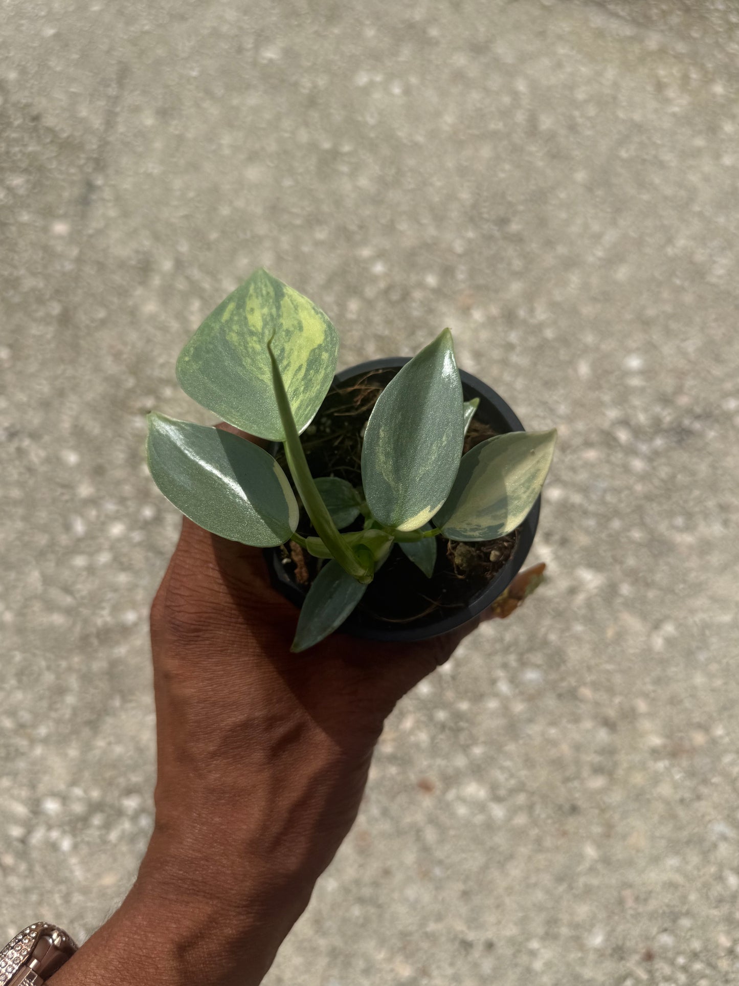 Philodendron Silver Sword Variegated