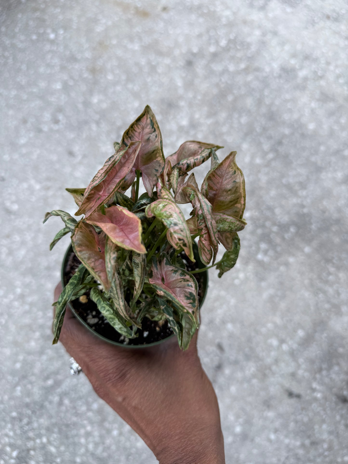 Syngonium Pink Rolli