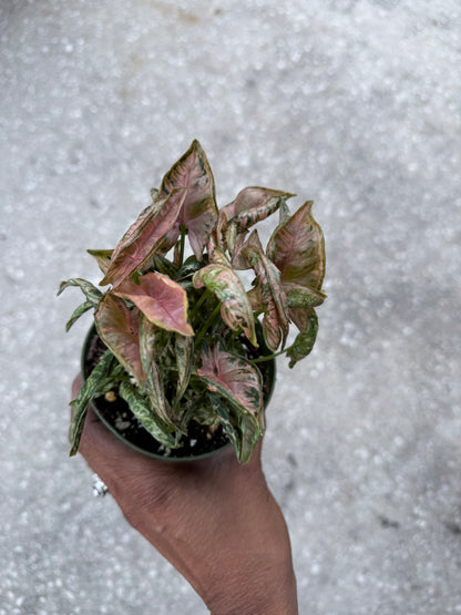 Syngonium Pink Rolli