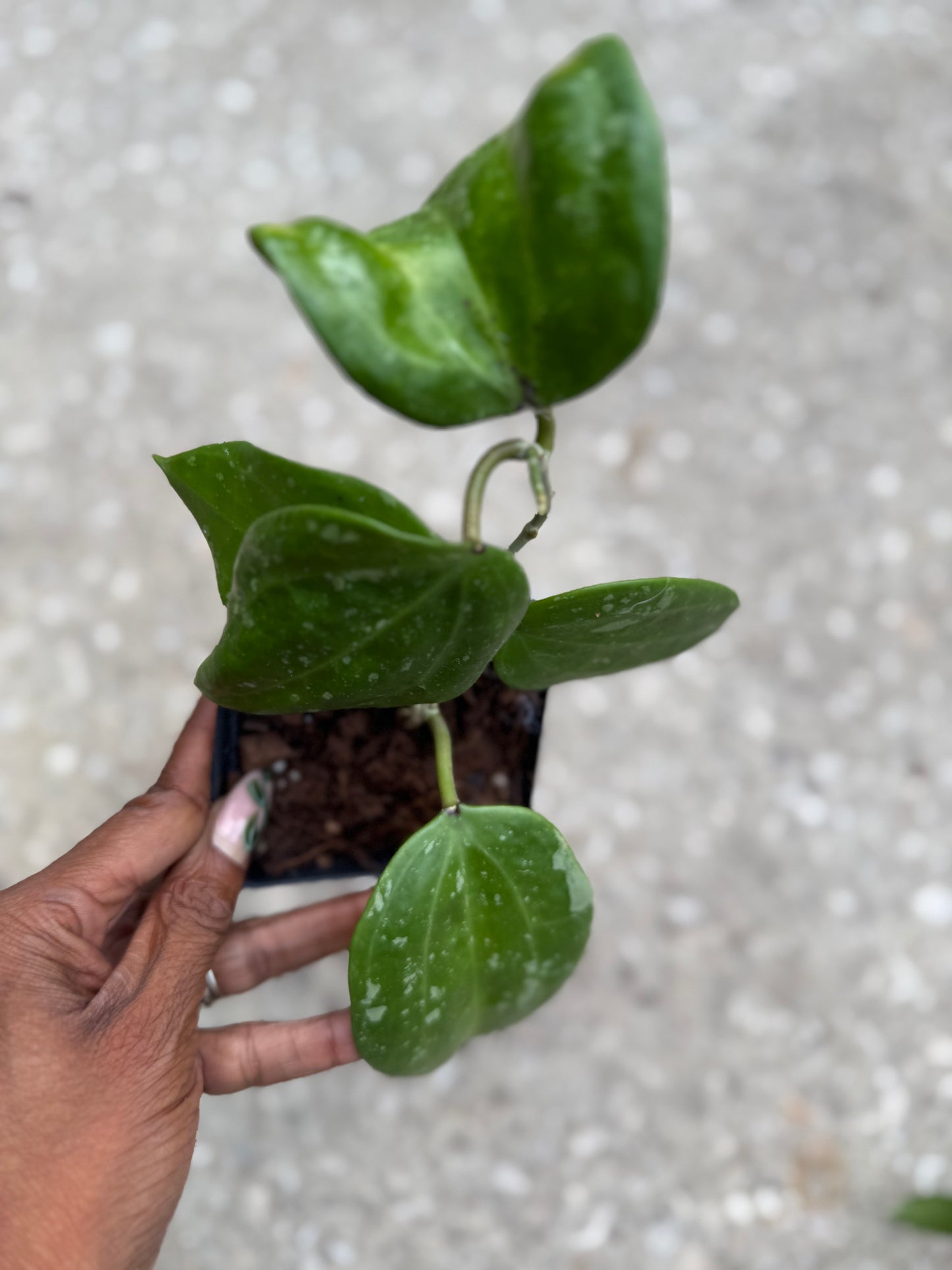 Hoya Latifolia 'Rangsan' Splashy
