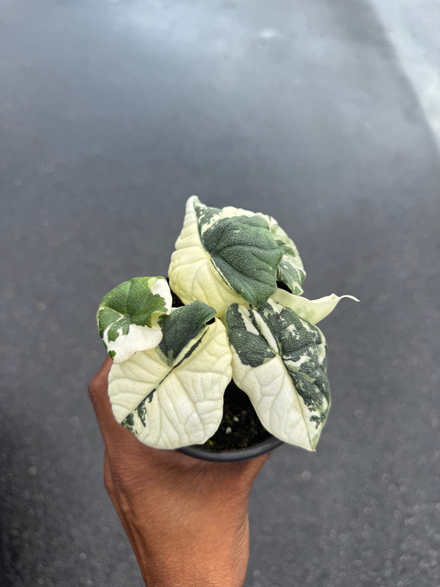 Alocasia Melo Variegated Albo