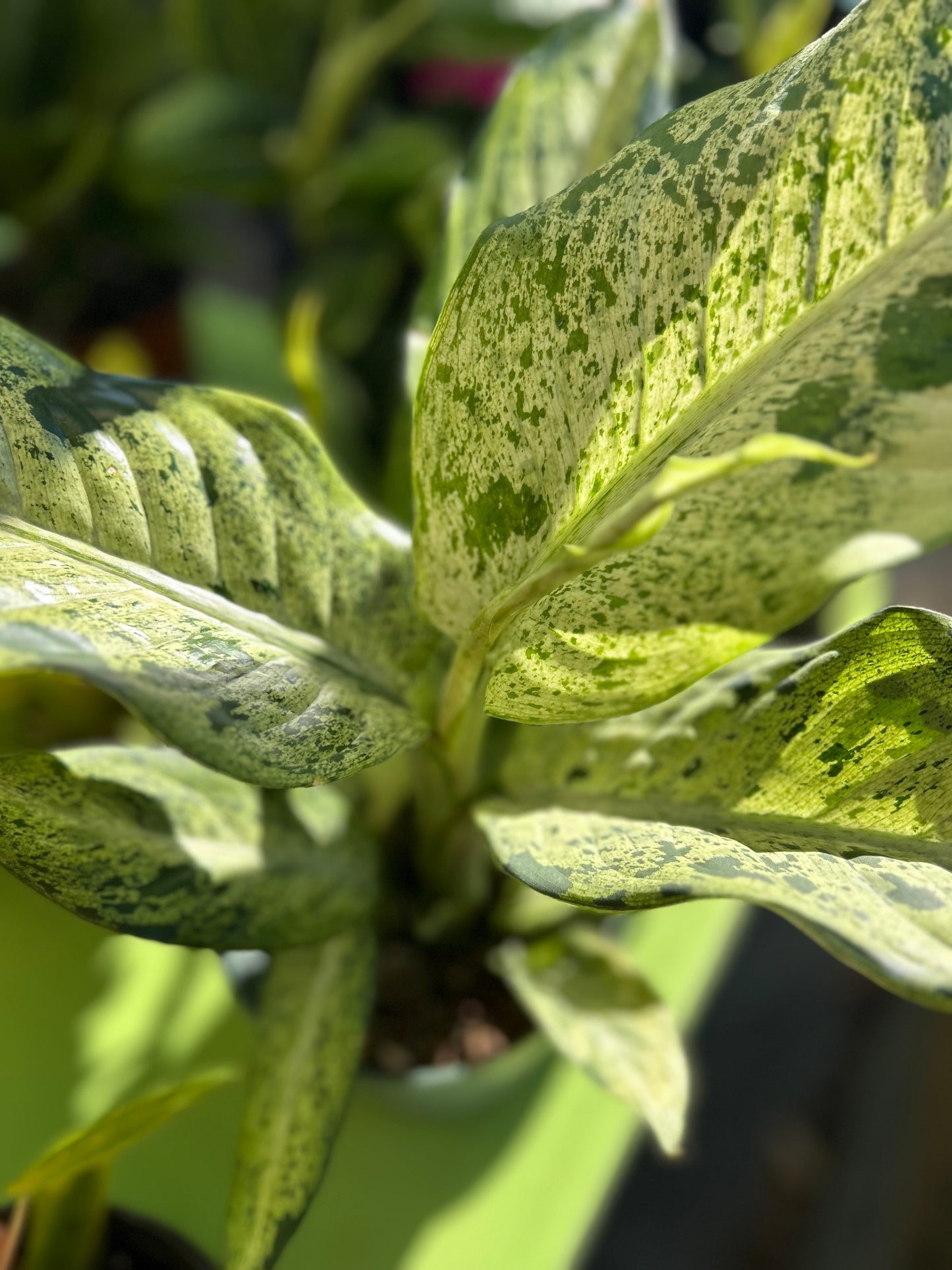 Dieffenbachia 'Maui Wowie'