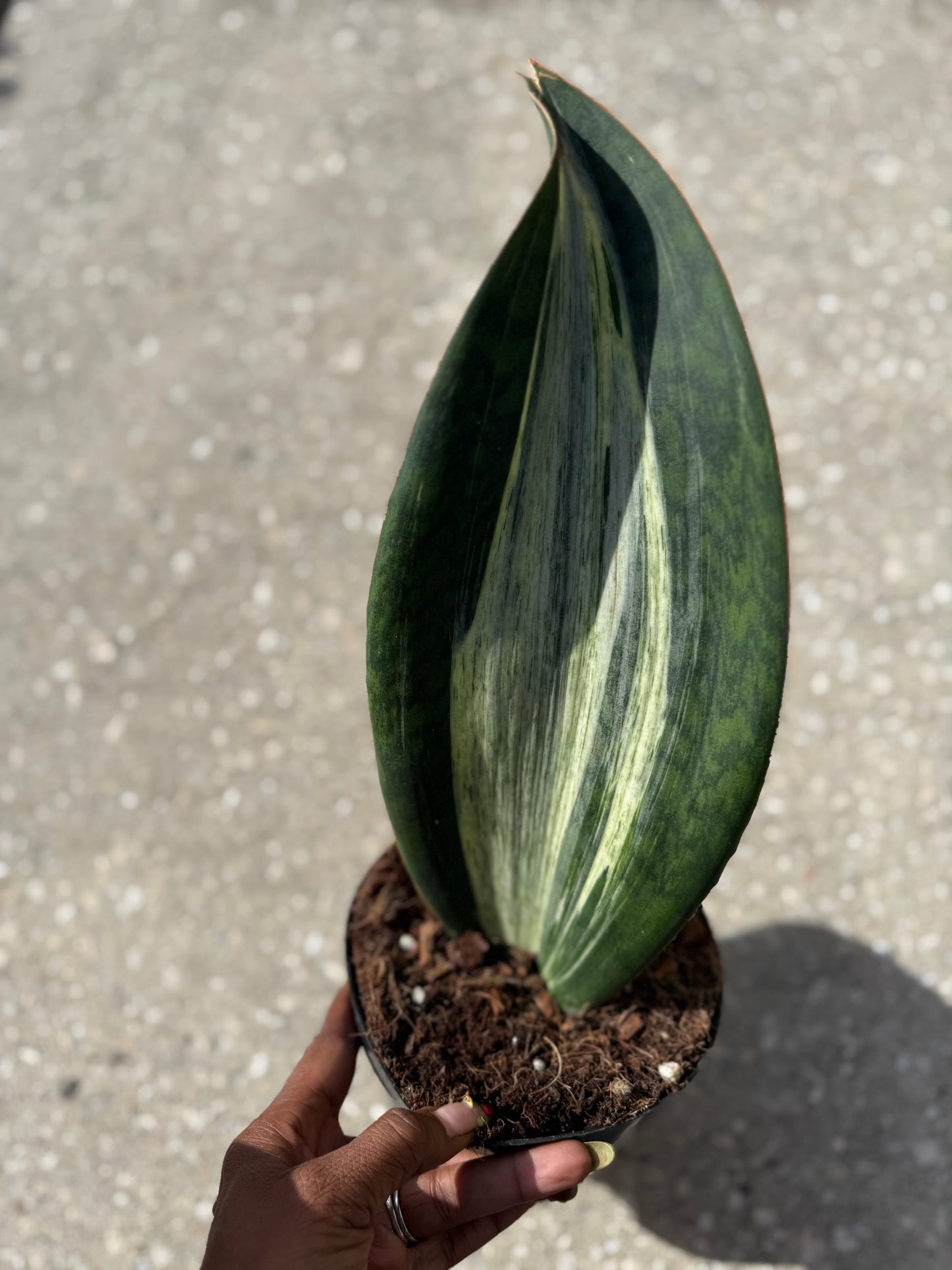 Sanseveria ‘Whale Fin’ variegated white