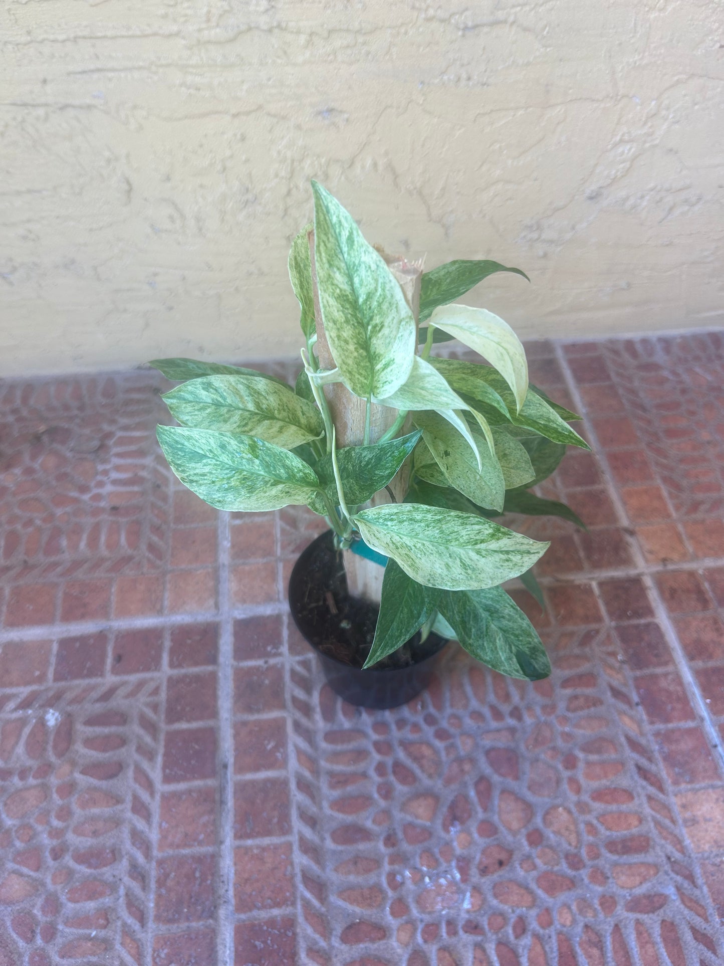 Monstera Adansonii var laniata variegated mint