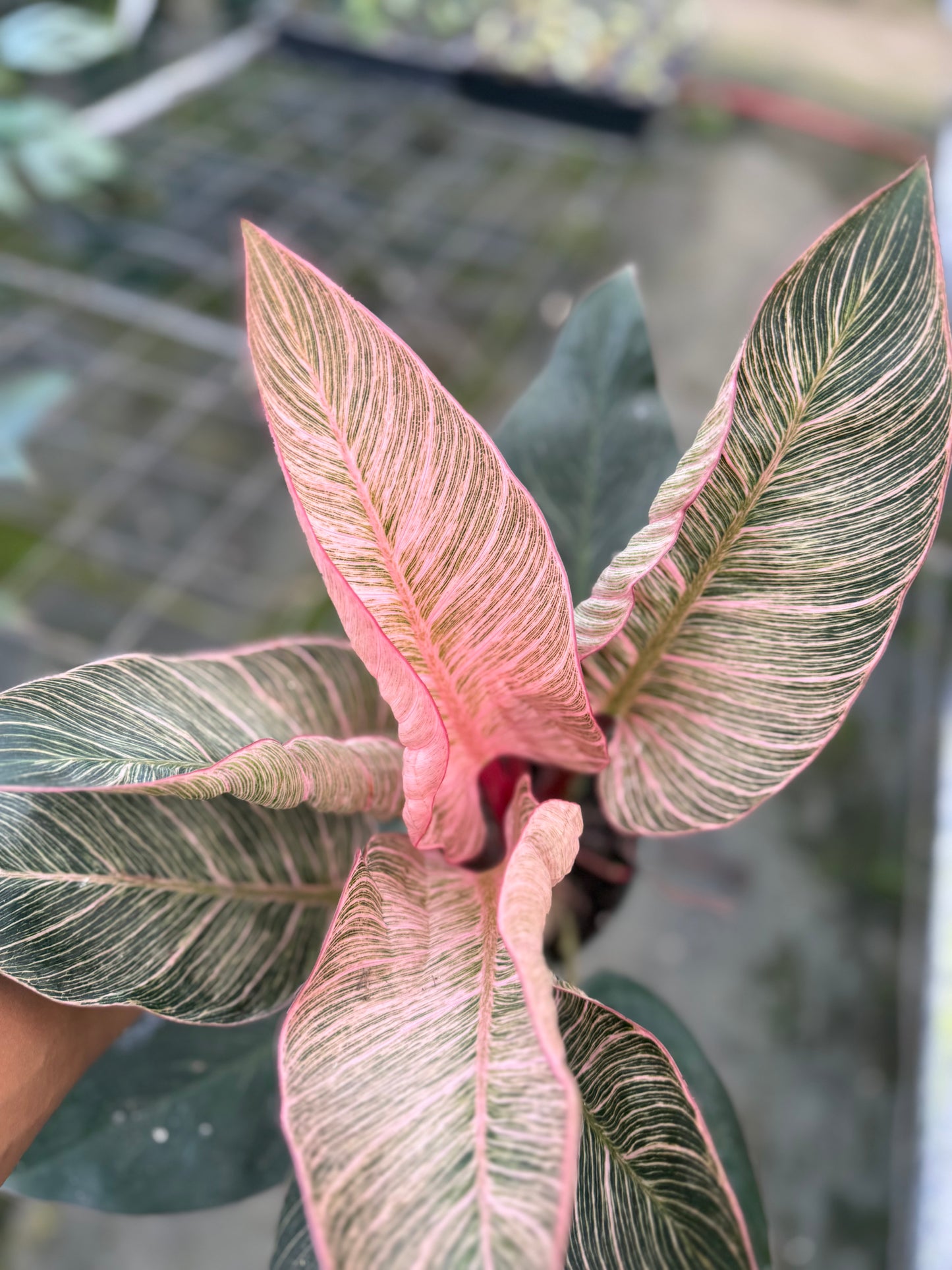 Philodendron Pink Birkin