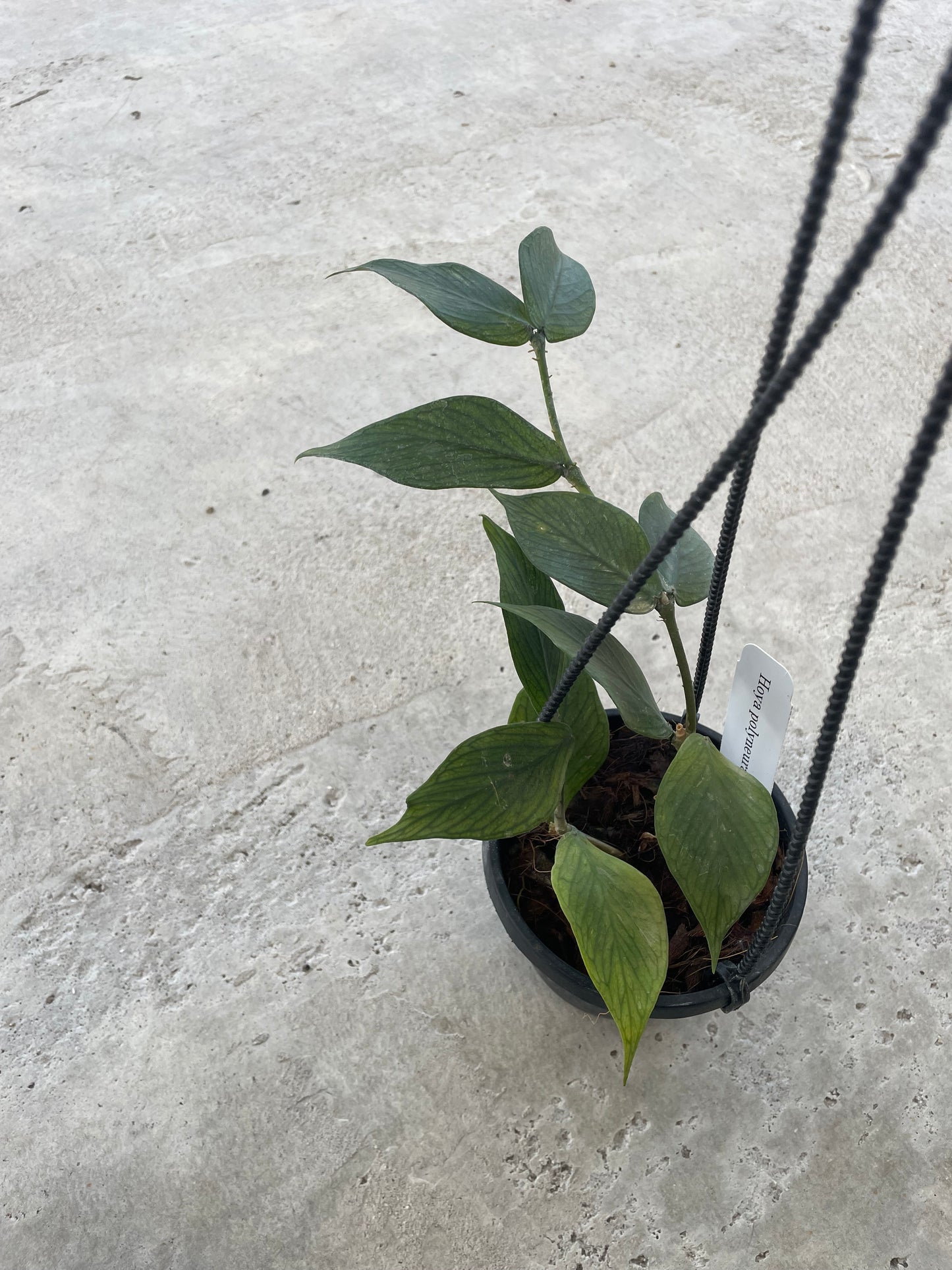 Hoya Polyneura