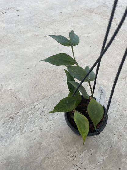 Hoya 'Polyneura'