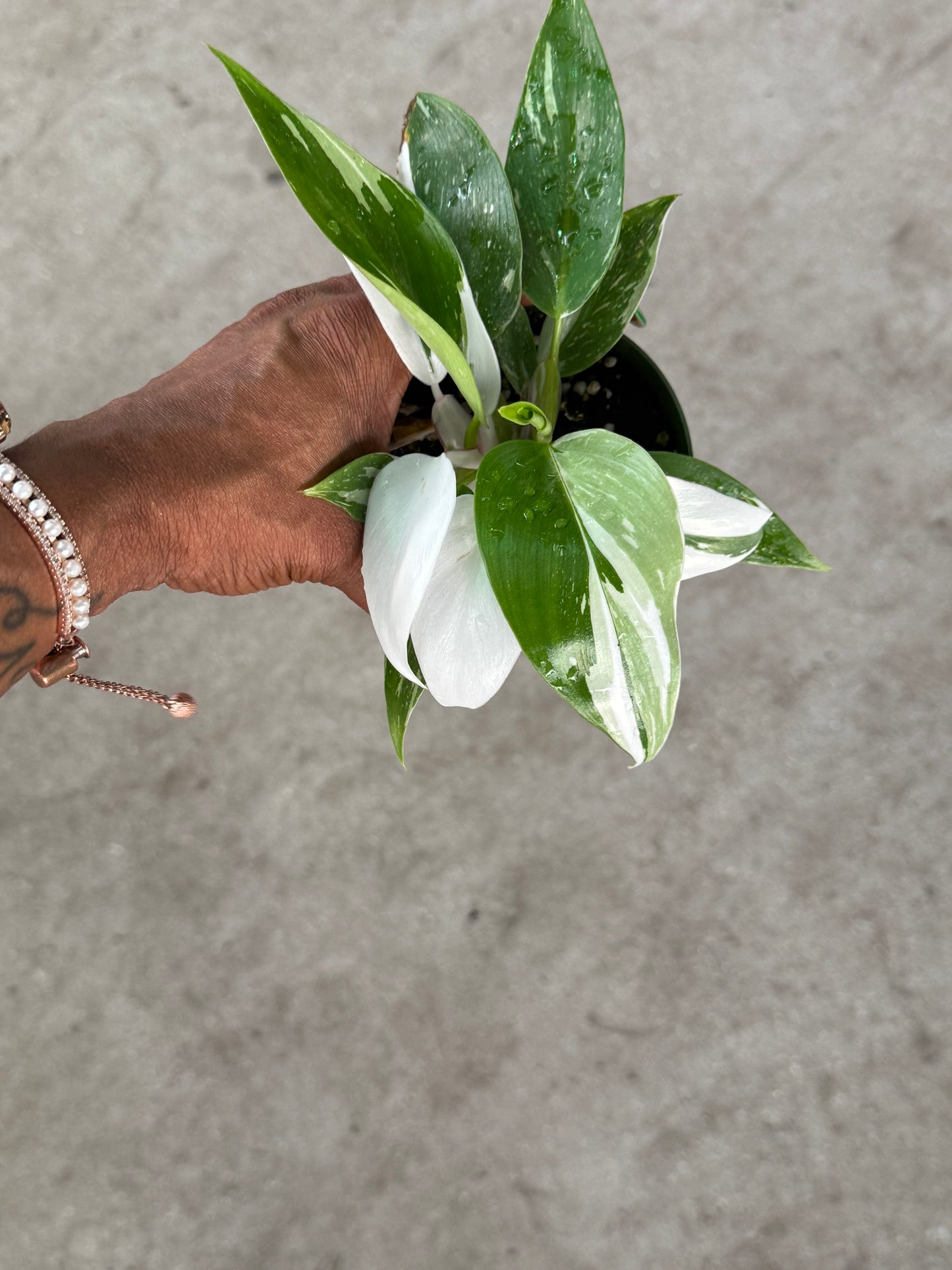 Philodendron 'White Princess'